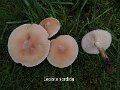 Lepista sordida-amf1396-1